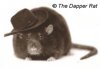 The dapper rat..jpg