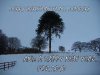 monkey-puzzle copy a2010.jpg