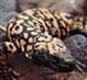 gila-monster-crawling_edited.jpg