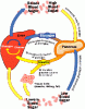 diabetes-glucose-regulation aa.gif