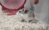 ani_hamster-wheel.gif
