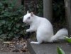 chalky shrunk.jpg