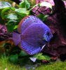 1          discus fish.jpg