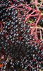 Elderberries.jpg