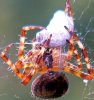 house spider resize.jpg