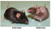 Mice after 5 months.JPG Mice after 5 months.JPG