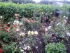 ImageUploadedByDCUK Forum1391541174.581911.jpg