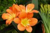 ImageUploadedByDCUK Forum1391714225.015960.jpg