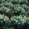 ImageUploadedByDCUK Forum1392997078.979252.jpg
