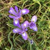 ImageUploadedByDCUK Forum1393100675.375907.jpg