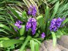 ImageUploadedByDCUK Forum1393224552.546061.jpg