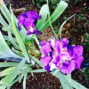 ImageUploadedByDCUK Forum1393995719.581278.jpg