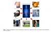 risks factors contributing to increased T2 in Asian groups.PNG