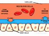 capillary-exchange-and-interstitial-fluid-labeled.jpg