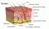 skin-dermis.gif