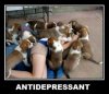 antidepressant.jpg