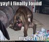 funny dogs-2.jpg
