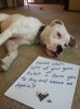 100-best-dog-shaming-moments--large-msg-134885884273.jpg