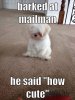 puppy.JPG