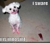 funny Dog pictures with quotes (62).jpg
