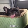 bleh.jpg