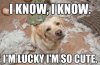 cute-dog1.jpg