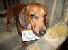 doxieshame5.jpg