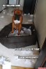 funny-dog-quotes-6.jpg