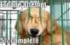 column_001-dog-memes.jpg