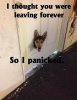 funny-dog-meme-ruined-door.jpg
