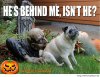 Halloween-funny-image-with-saying.jpg