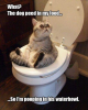 Cat.png