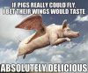 porcine.jpg