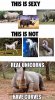 rhino-curves.jpg
