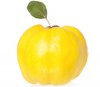 QUINCE.jpg