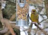 Greenfinch 2.JPG