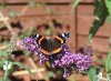 Butterfly.JPG