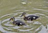 Ducklings.jpg