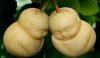sapodilla.jpg