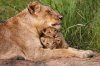 lioness.jpg