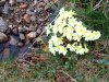 ImageUploadedByDCUK Forum1460654584.429111.jpg