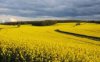 rapeseed.jpg