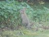 Part 2 - Wildlife 006.JPG