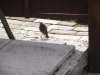 DSCF4445.JPG