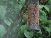 Wildlife 013.JPG