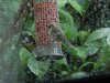 Wildlife 011.JPG
