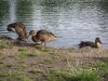 DSCF4524.JPG