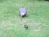 DSCF4534.JPG