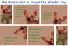 Dougal the wonder dog.jpg
