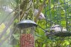 Wildlife 007.JPG